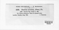 Neonectria coccinea image